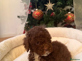 Cavapoo dogs Beautiful toy Cavapoo puppies for sale - Advert 4