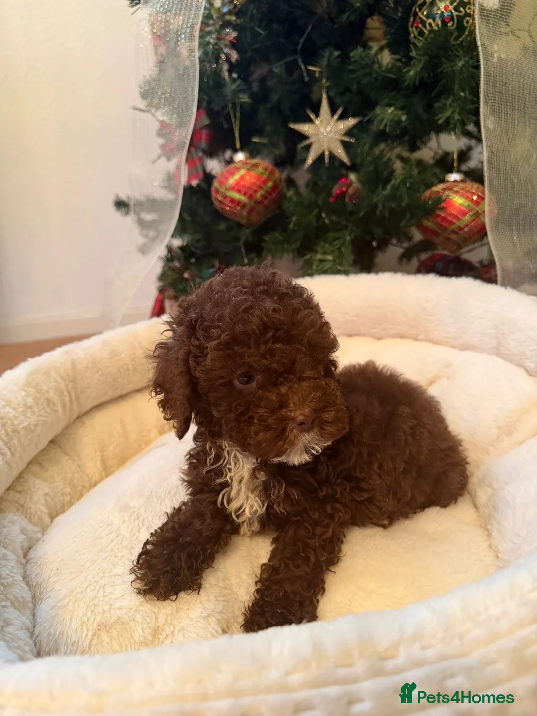 Cavapoo dogs for sale: (2 left) Beautiful toy Cavapoo puppies for sale - Advert 1