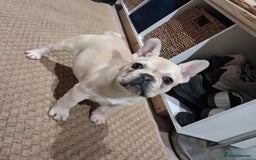French Bulldog dogs for sale: 2 beautiful French bulldog puppies - Advert 14
