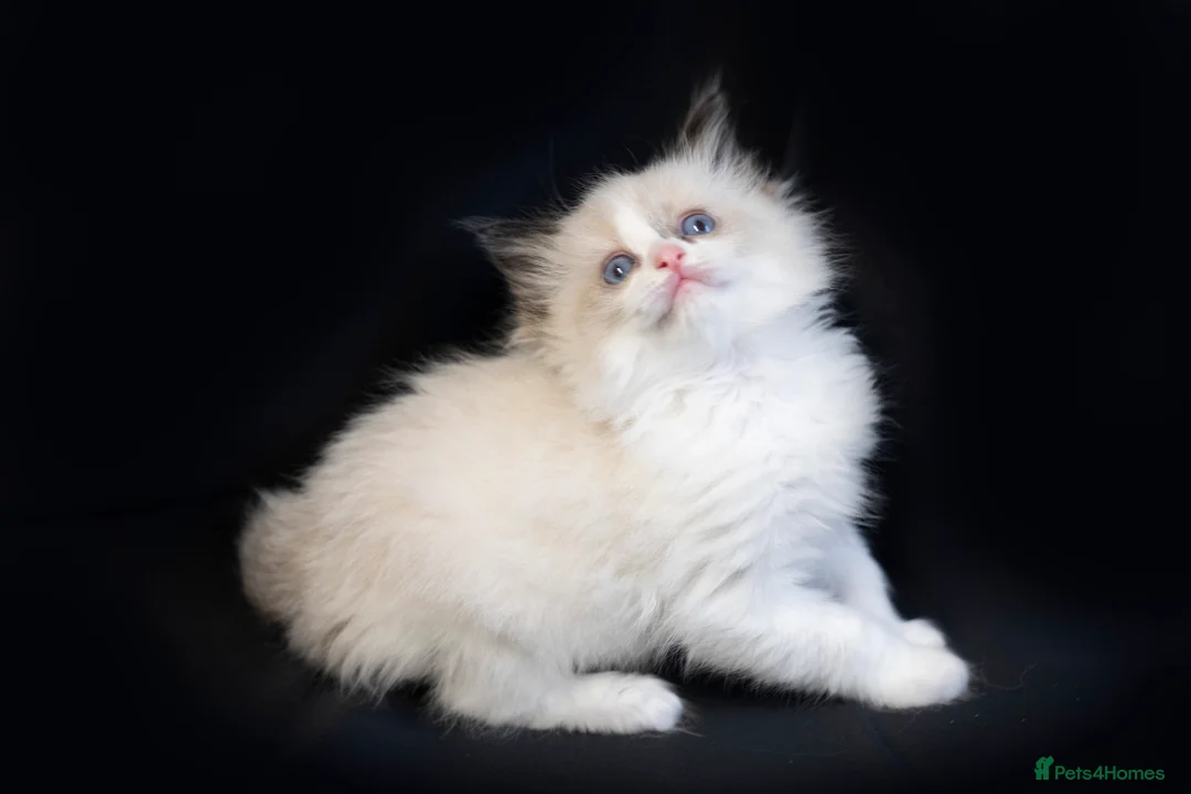 Ragdoll cats for sale: Ragdoll kittens bi color - Advert 26