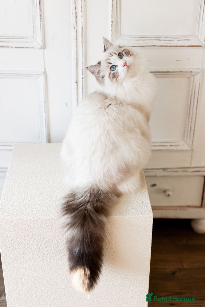 Ragdoll cats Stunning Seal Bicolour Lynx Ragdoll (stud only) - Advert 12