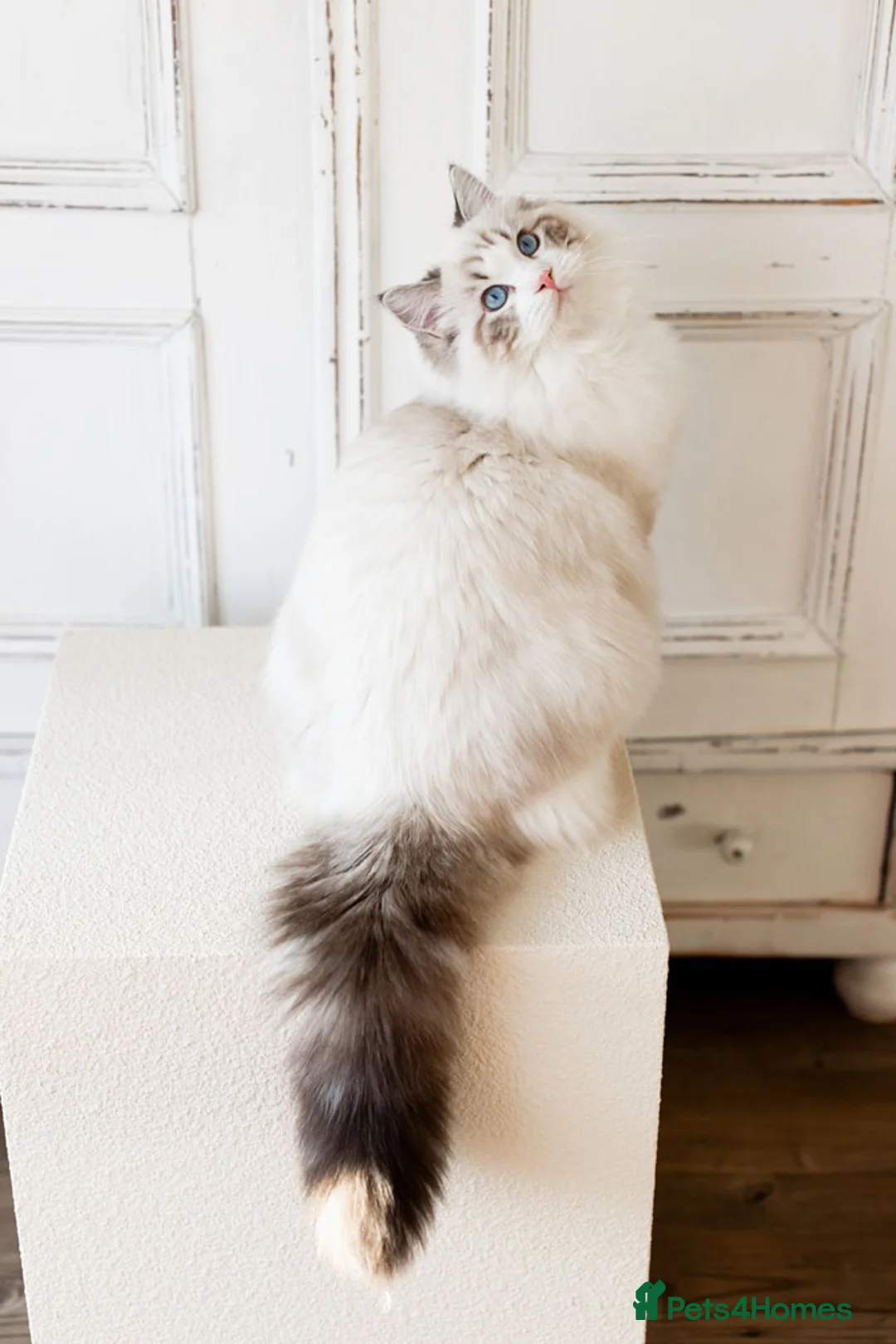 Ragdoll cats for stud: Stunning Seal Bicolour Lynx Ragdoll (stud only) - Advert 2
