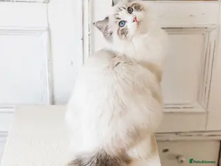 Ragdoll cats Stunning Seal Bicolour Lynx Ragdoll (stud only) - Advert 12