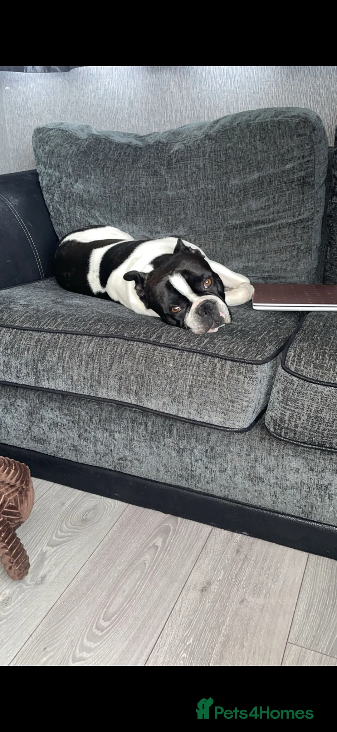 Boston Terrier dogs for stud: Boston for stud  in Southampton - Advert 2