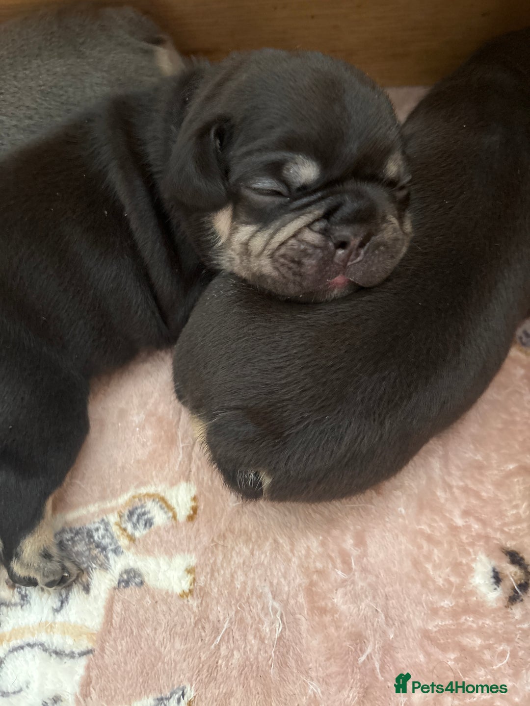 French Bulldog dogs for sale: Beautiful litter of French bulldog pups DWKC  - Advert 10