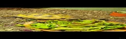 Tortoise reptiles for sale: Horsfield tortoise and full set up - Advert 6
