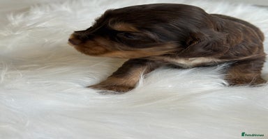 Cocker Spaniel dogs - Advert 14