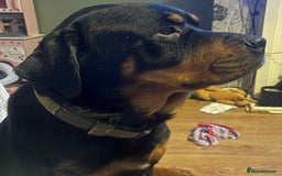 Mixed Breed dogs for sale: Cane corso cross rottweiler pups - Image 11