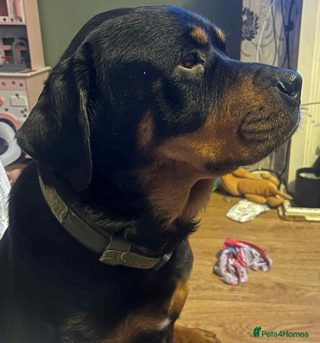 Mixed Breed dogs for sale: Cane corso cross rottweiler pups - Image 11