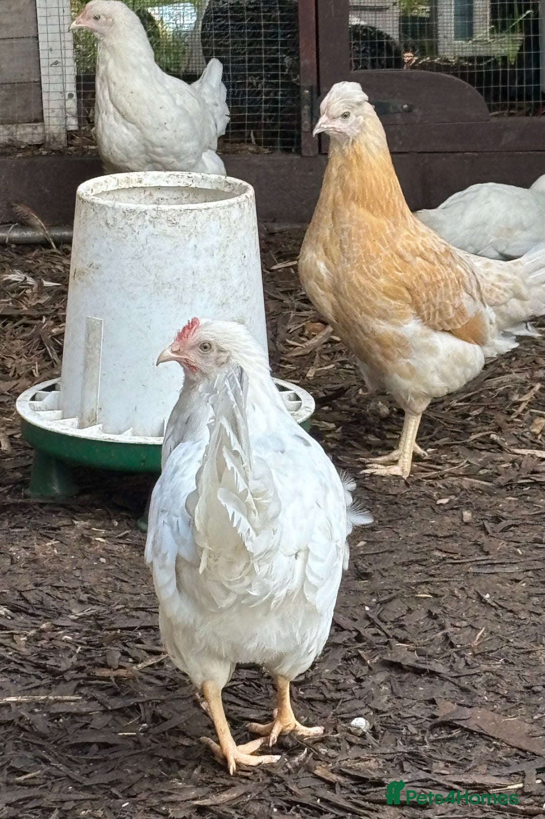 Chickens poultry for sale: Pol hybrid dark, blue and olive egg layers  - Image 3