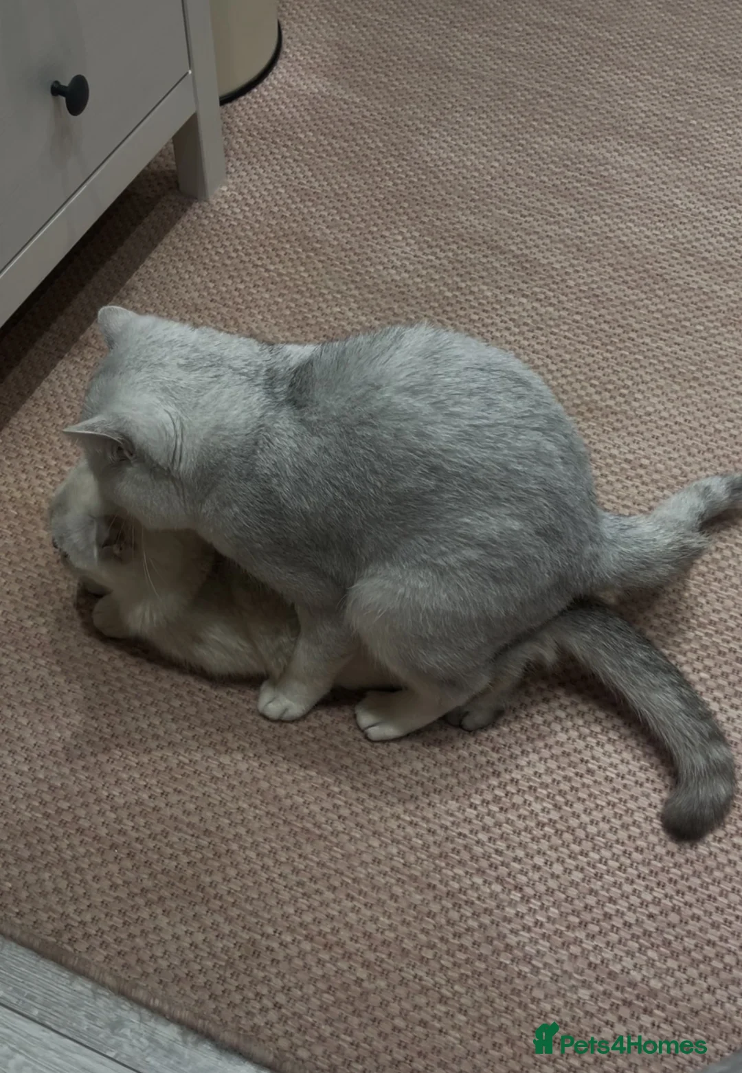 British Shorthair cats for stud: Handsome GCCF Non-Active BSH Stud in London - Advert 5