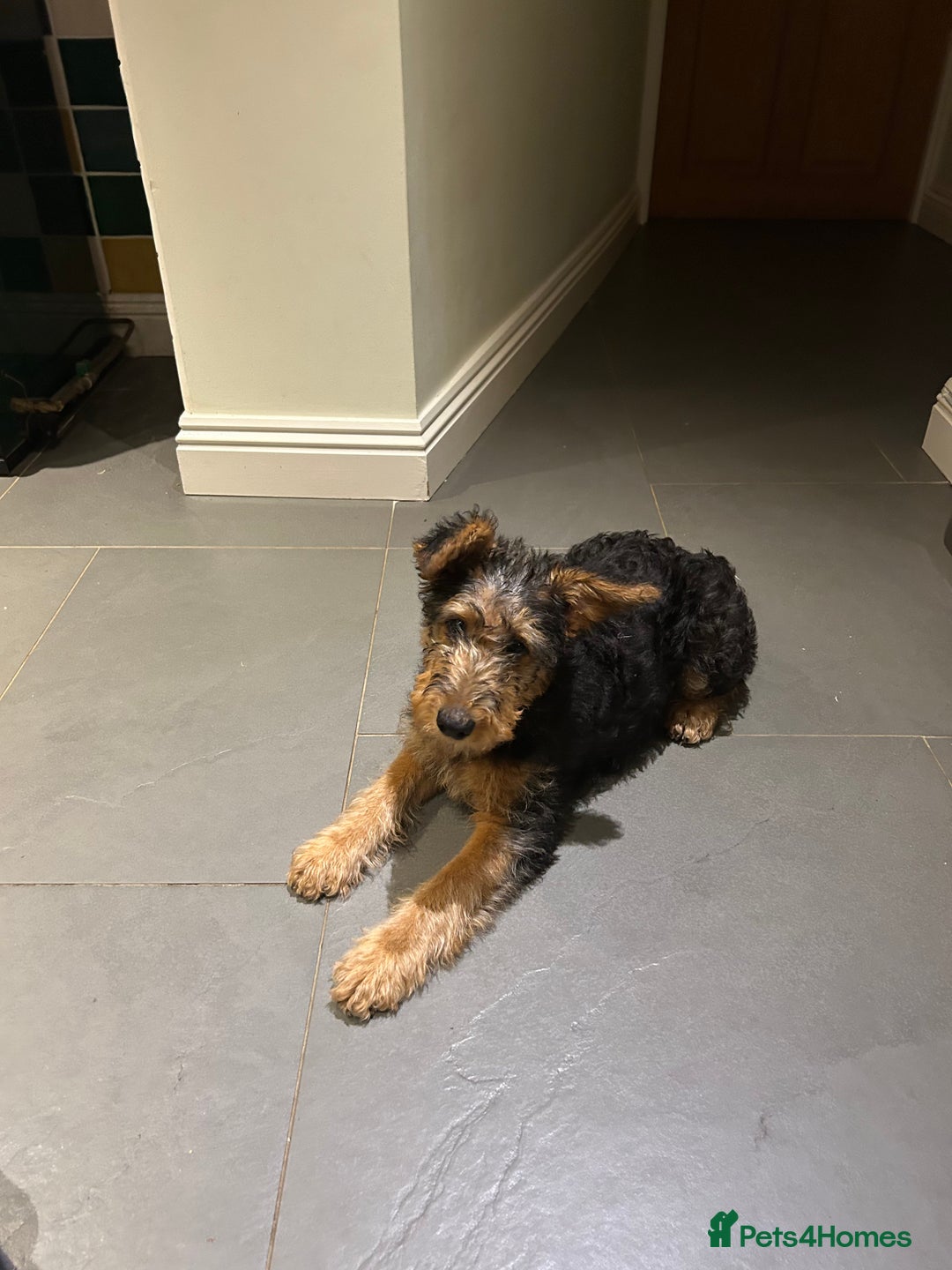 Airedale Terrier dogs for sale: Beautiful Airedale boy looking for his new home  - Advert 9