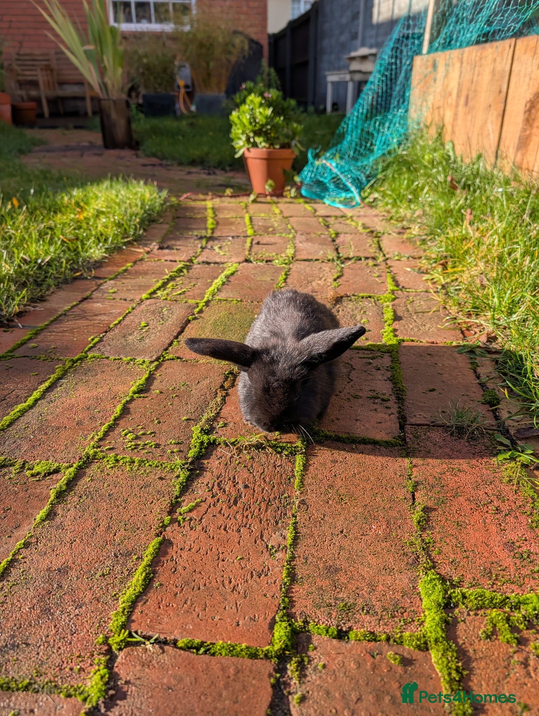 Mini Lop rabbits for sale: Beautiful minilops 10 weeks old boys available now - Advert 2