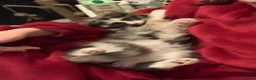 Mixed Breed cats for sale: Female Tortie Rehome - Advert 11