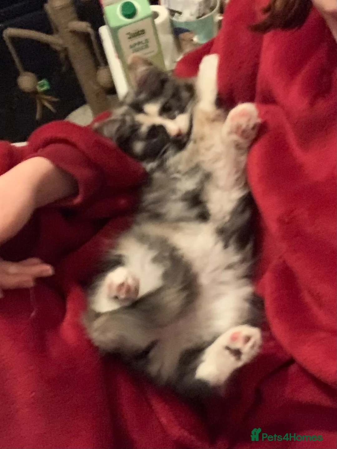 Mixed Breed cats for sale: Female Tortie Rehome - Advert 11