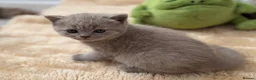 British Shorthair cats for sale: 🧡✅BSH red and lilac 💜Tica reg  - Advert 9