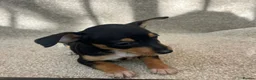 Miniature Pinscher dogs for sale: Beautiful  pinchers pups - Advert 4