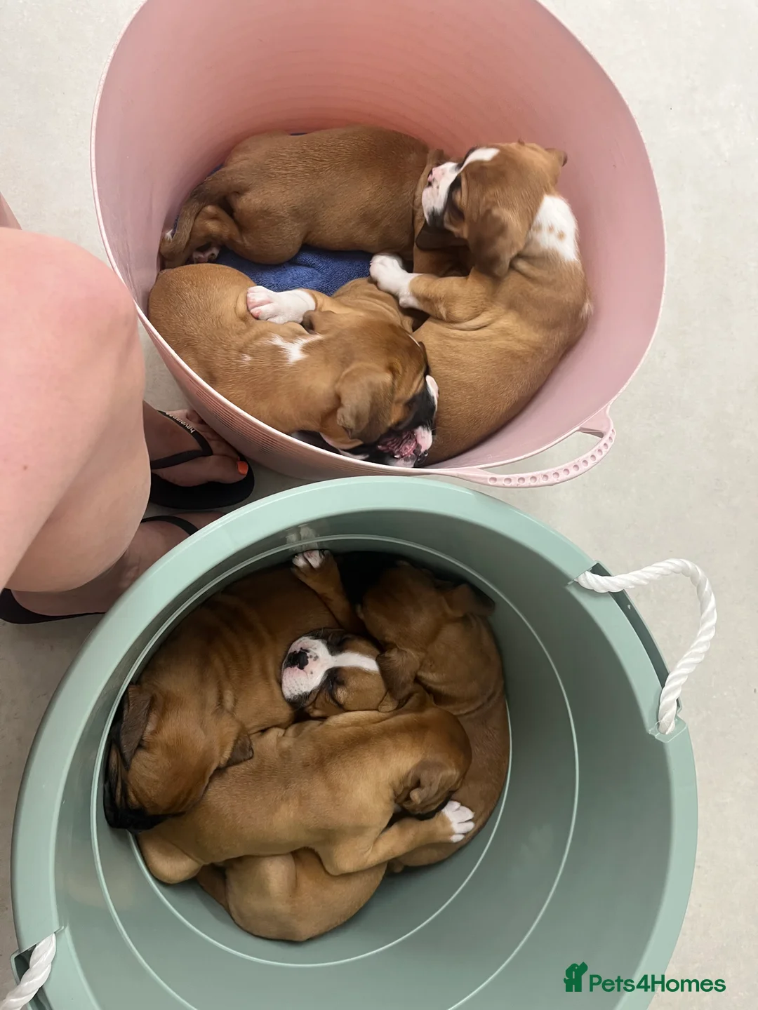 Boxer dogs for sale: Boxer Pups ready for their forever homes in Sheffield - Advert 2