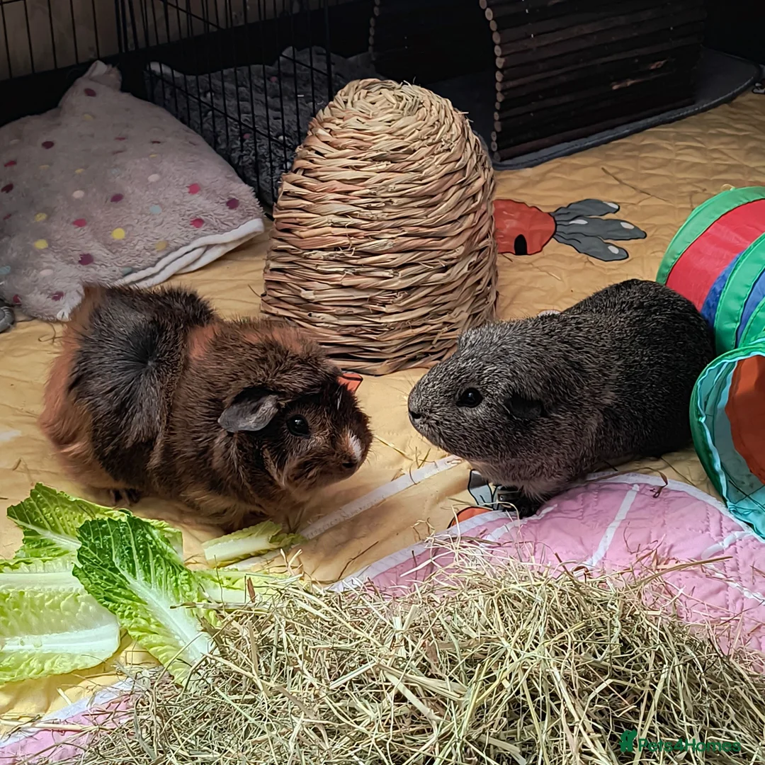 Guinea Pig rodents for sale: Two bonded male guinea pigs  - Advert 1