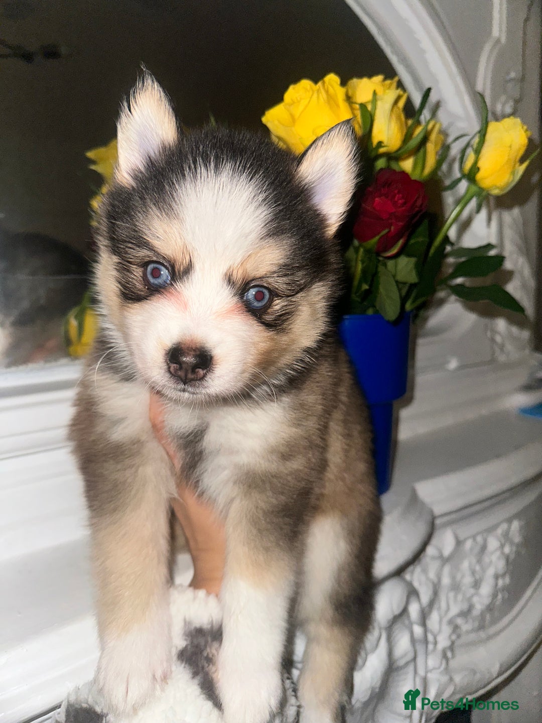 Pomsky dogs for sale: Family-Raised Pomsky Pups - Advert 12