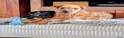 Mixed Breed dogs for sale: Border Lakeland terrier cross  - Advert 6