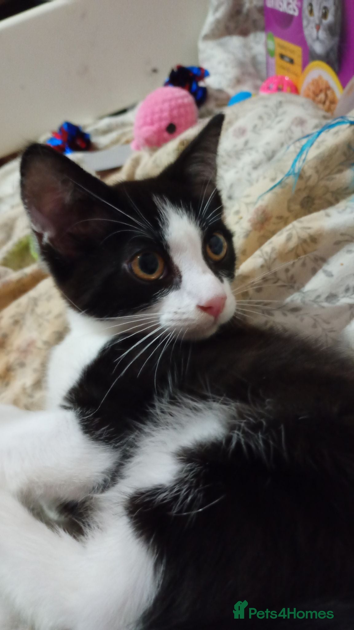 Mixed Breed cats Last male left ?!! - Advert 2