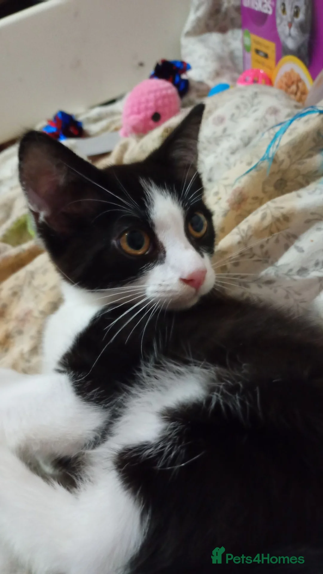 Mixed Breed cats for sale: Last male left ?!! - Advert 1