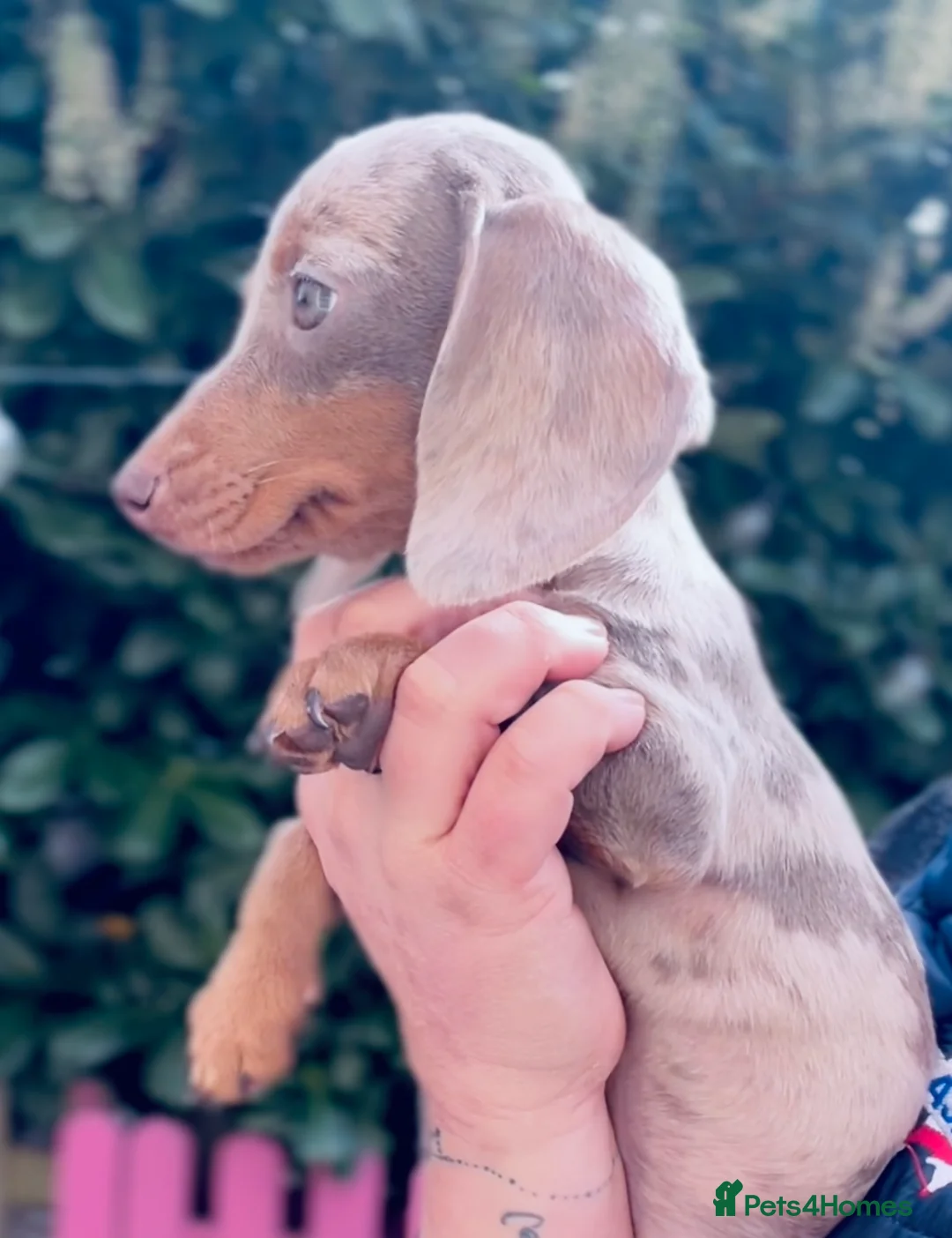 Miniature Dachshund dogs for stud: STUD: Proven Handsome Isabella Mini Daxi  in Hitchin - Advert 6