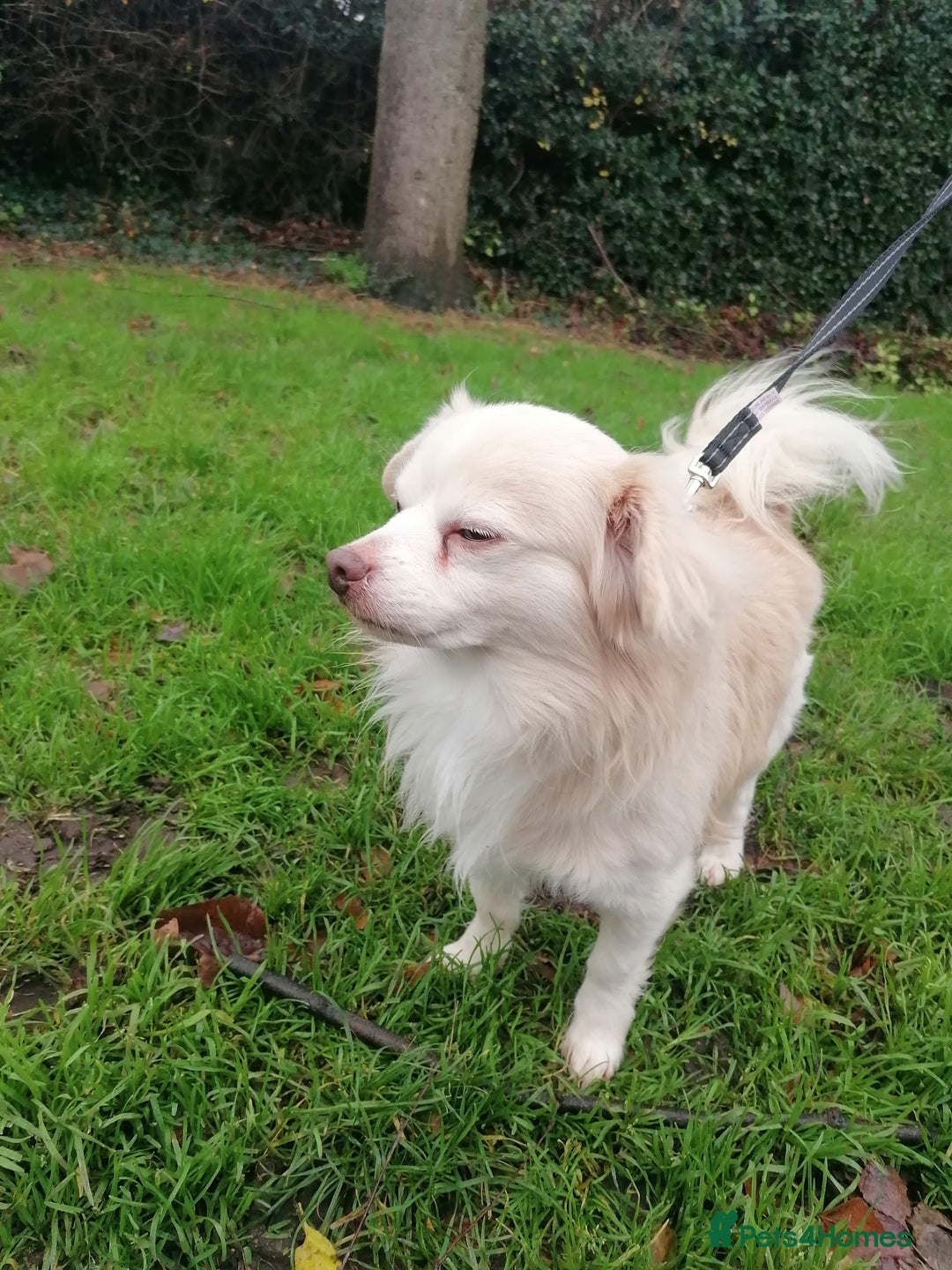 Chihuahua dogs for adoption: 💙🐶 ZEE 🐶💙 - Advert 8