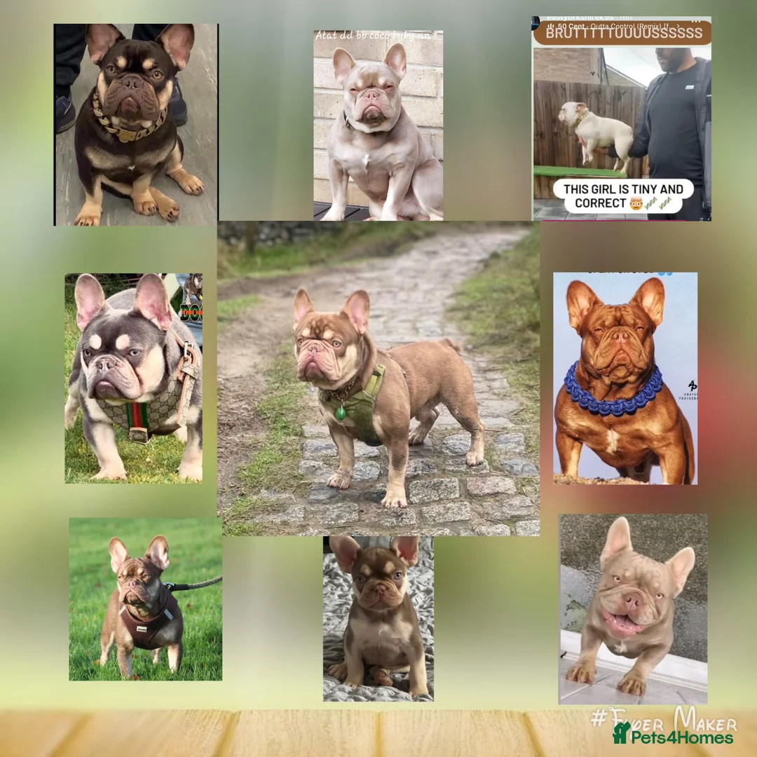 French Bulldog dogs for stud: new shade chocolate and tan carrying fluffy stud in Rochdale - Advert 21