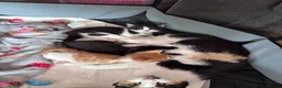 Mixed Breed cats for sale: Baby girl kittens - Advert 5