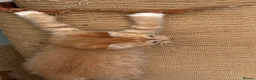 Mixed Breed cats for sale: 2 little kittens left. - Advert 3