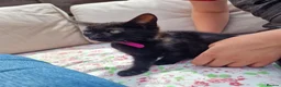 Mixed Breed cats for sale: 5 beautiful black kittens 10weeks 2xfemales 3xmale in Stockport - Advert 4