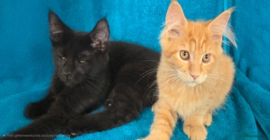 Maine Coon cats in Coventry - Advert 9