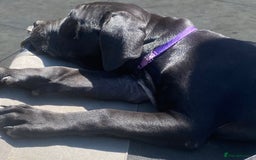 Cane Corso dogs for sale: Big Pure Cane Corso Puppies Ready Now!  - Image 31