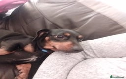 Chiweenie dogs for sale: Chihuahua cross dachshund for sale - Advert 6