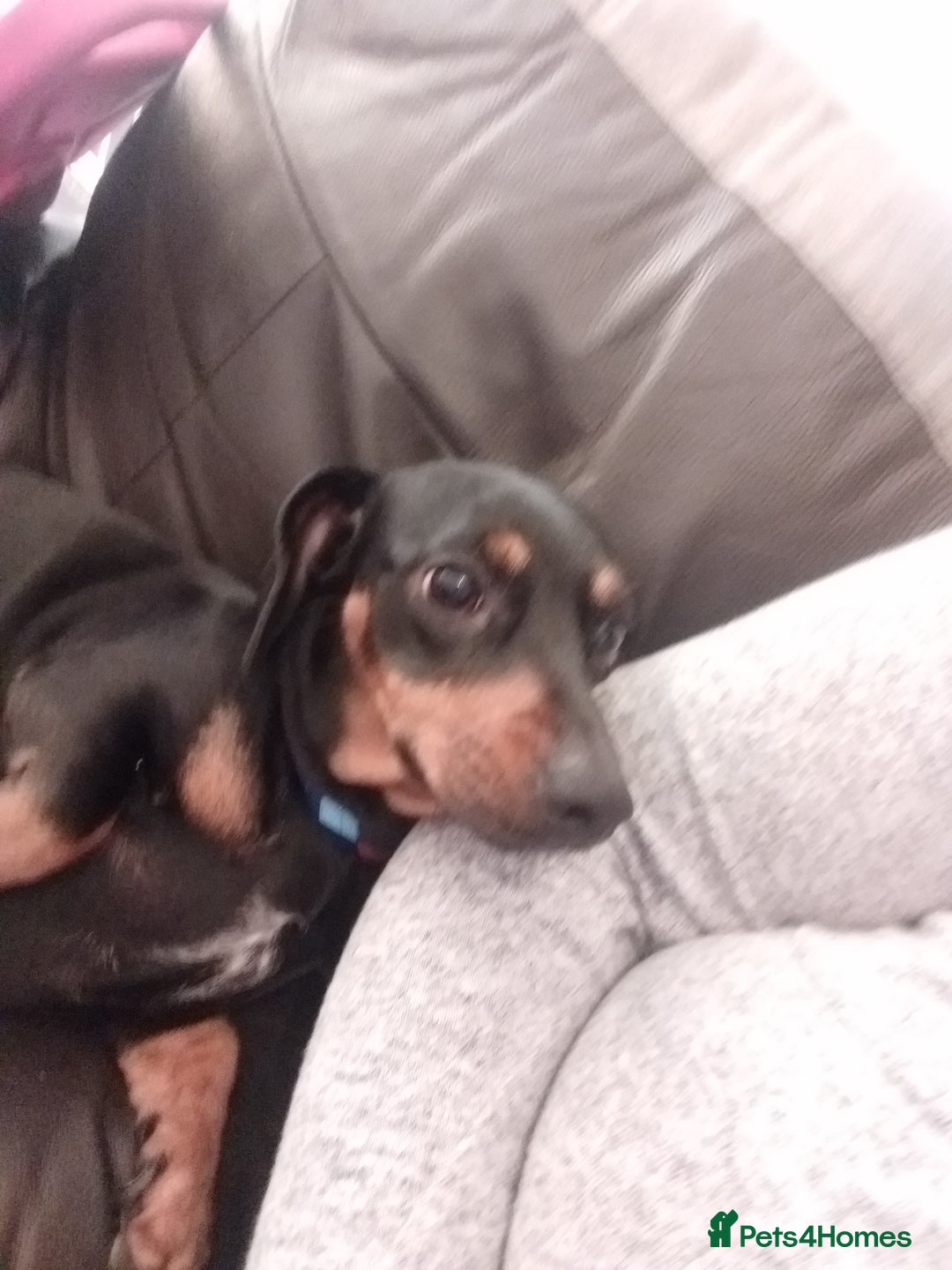 Chiweenie dogs for sale: Chihuahua cross dachshund for sale - Advert 6