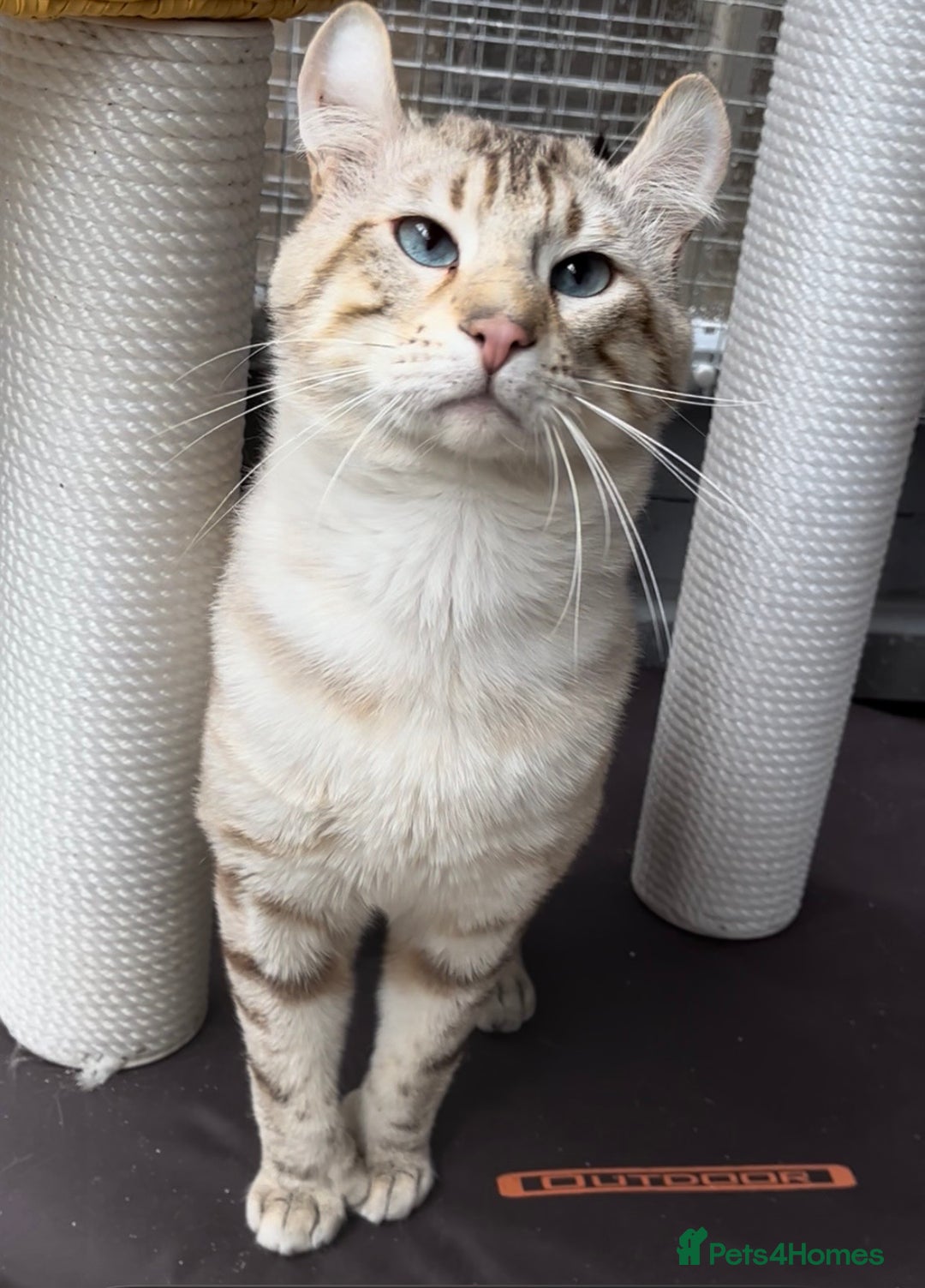 Keetso cats for sale: Gorgeous polydactyl curled eared boy  - Advert 7