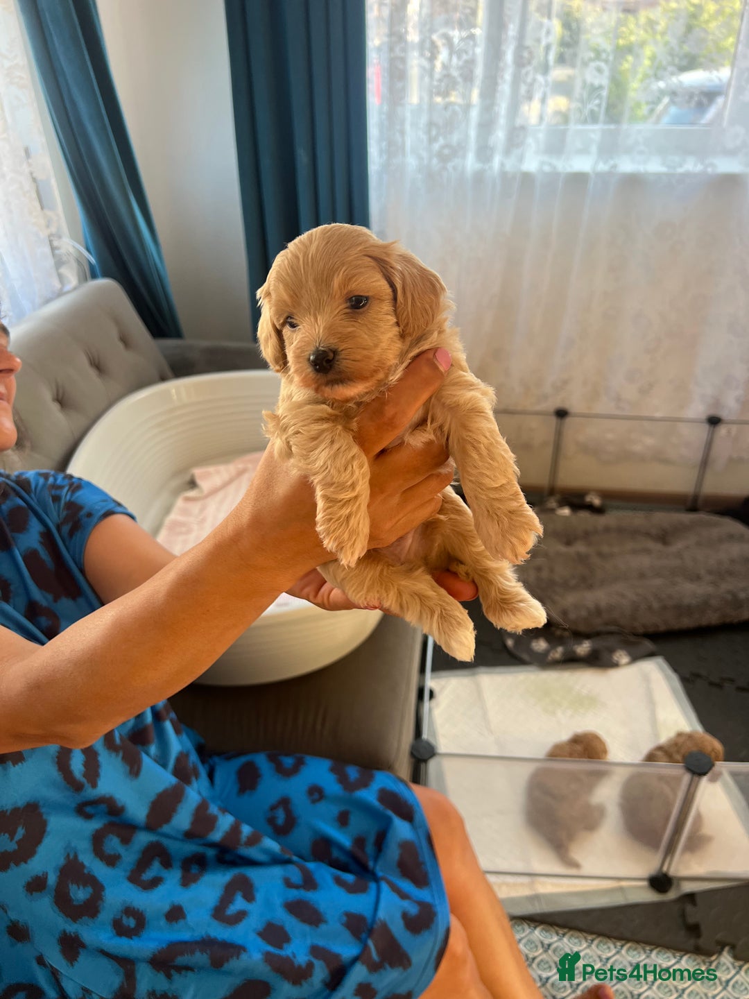 Maltipoo dogs for sale: Gorgeous Maltipoo Puppies - Image 23