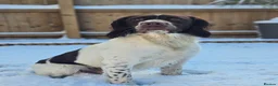 English Springer Spaniel dogs for stud: English springer spaniel for Stud 'Proven' - Advert 1