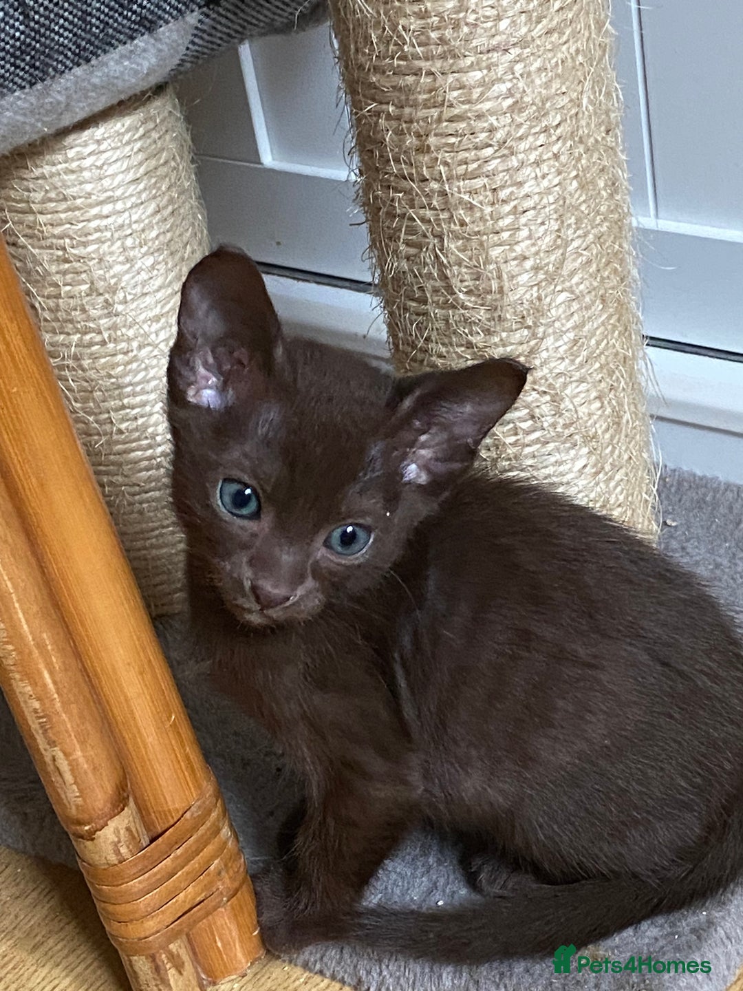 Suffolk cats for sale: Suffolk Chocolate Female Kitten - Advert 2