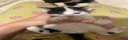 Mixed Breed cats for sale: Kittens ready  in Swansea - Advert 9
