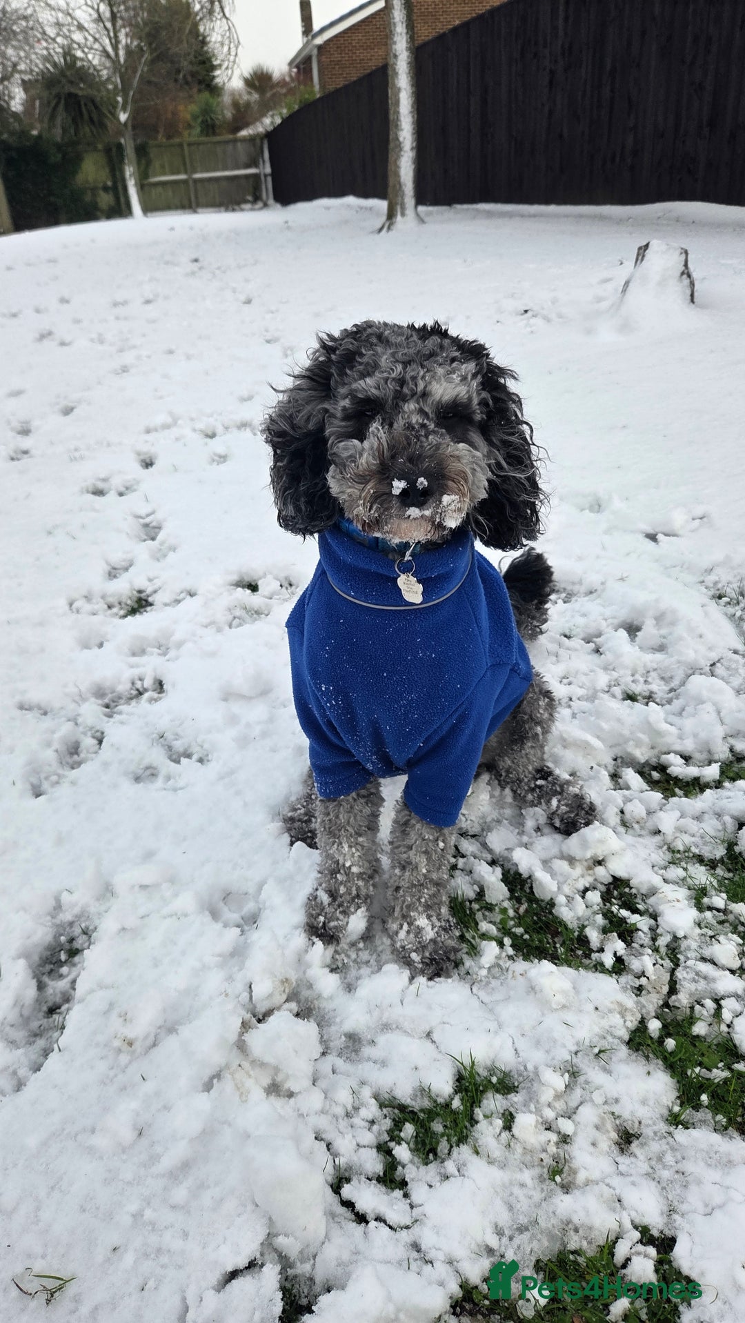 Cockapoo dogs for stud: Handsome Merle ready for Stud - Advert 2