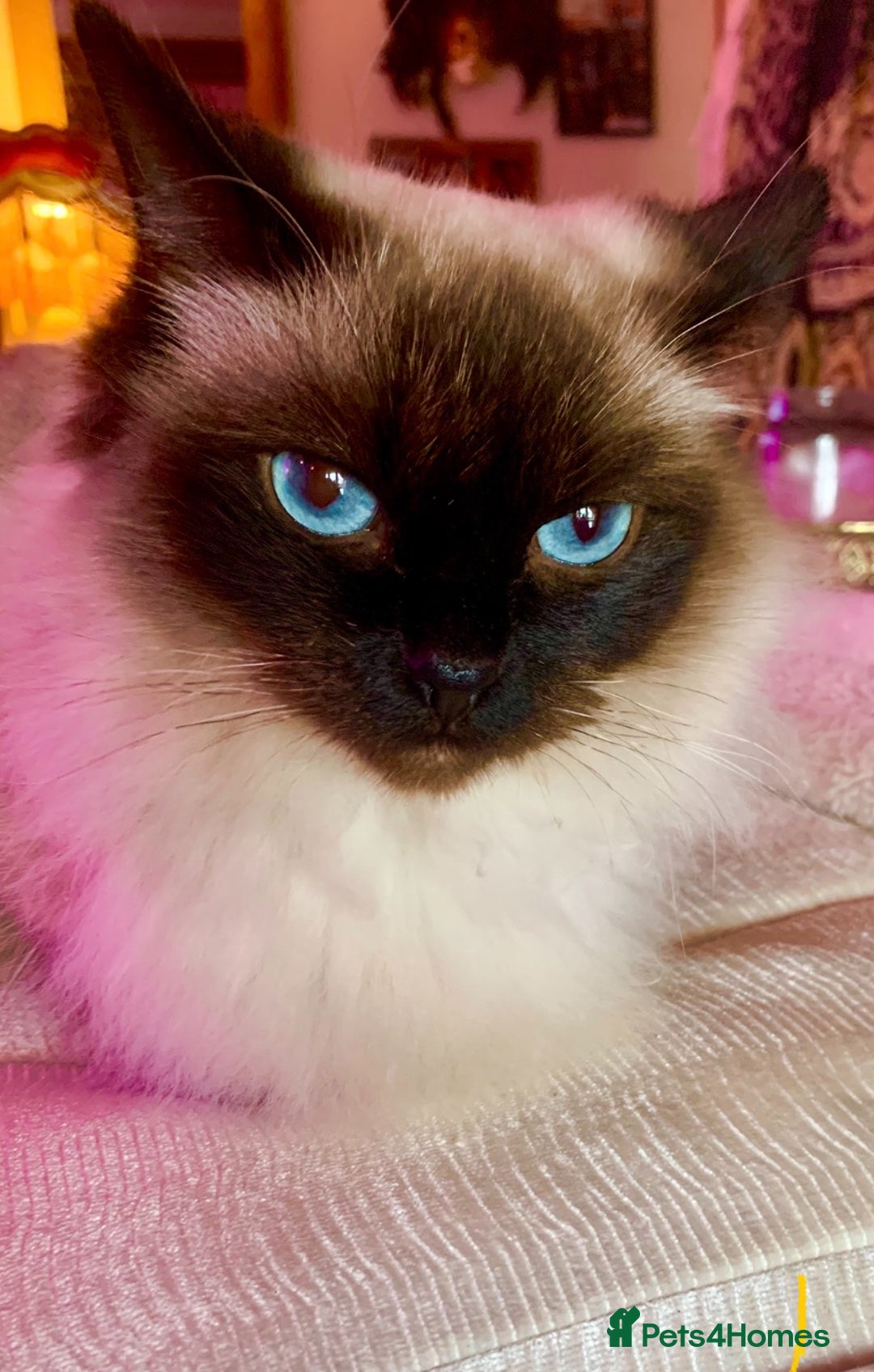 Ragdoll cats for sale: Stunning Ragdolls kittens - Advert 2