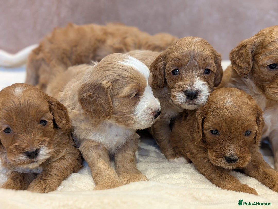 Cavapoo dogs for sale: Beautiful F1b cavapoo puppies health tested - Image 7