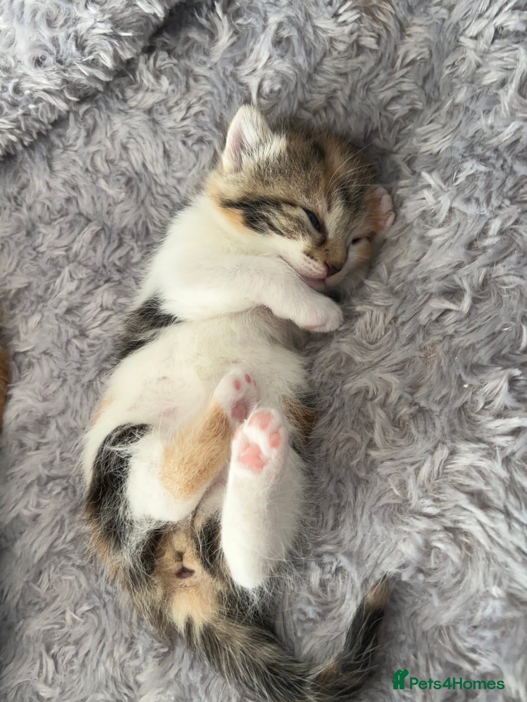 Mixed Breed cats for sale: 3 mixed breed kittens available - Image 6