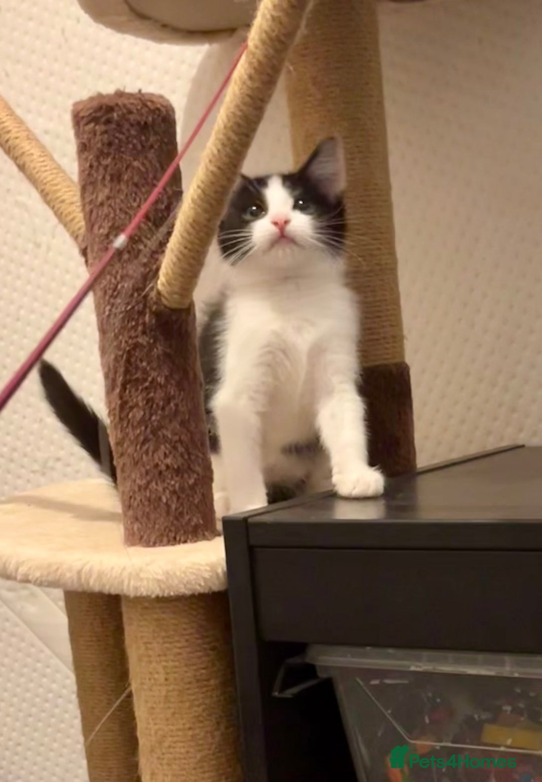Domestic Shorthair cats for sale: Kittens - Image 5