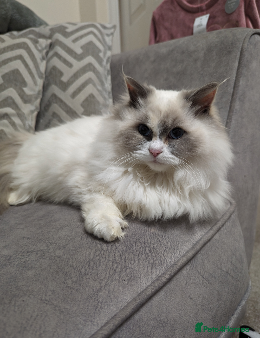 Ragdoll cats for sale: Sad Sale Beautiful Female Ragdoll - Advert 1