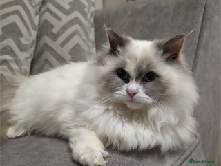 Ragdoll cats Sad Sale Beautiful Female Ragdoll - Advert 1