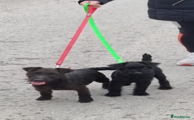 Mixed Breed dogs - Advert 8